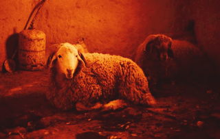 Celebración del Sacrificio ‘Aid Al Adha’